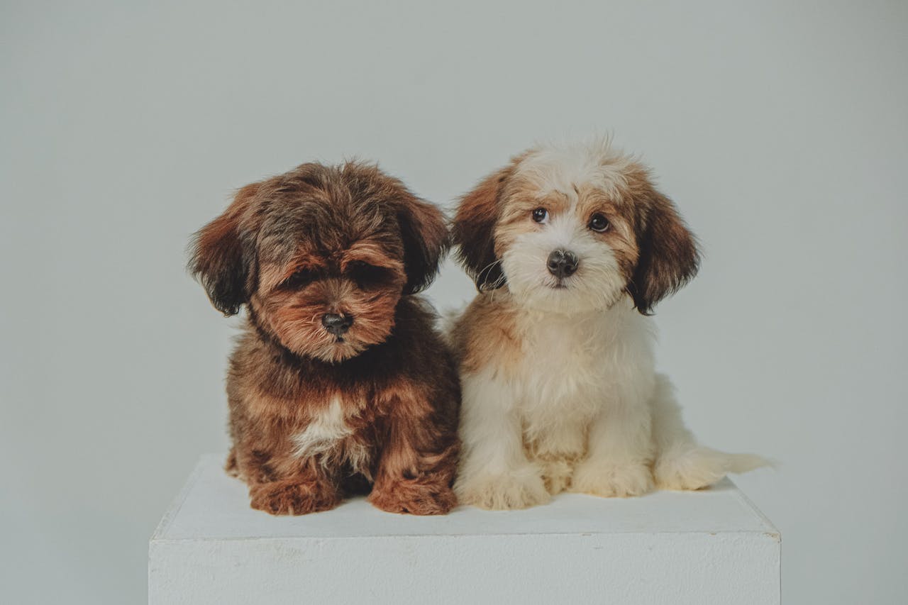 Two cute Havanese puppies sitting on a white block, showcasing their adorable fluffy fur.