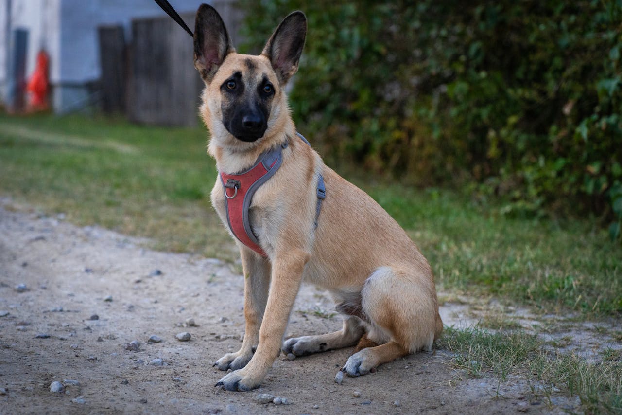 German Shepherd puppy sitting on a leash during a walk in nature.