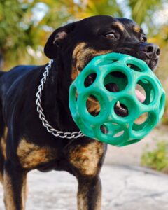 A playful Rottweiler with a green toy ball in mouth, enjoying the outdoors.