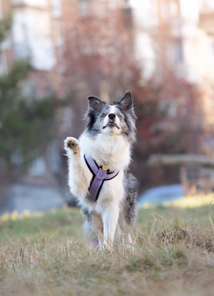 Playful Border Collie raising its paw in a park on a sunny day.