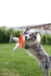 A joyful Border Collie leaps to catch a frisbee in a grassy field.