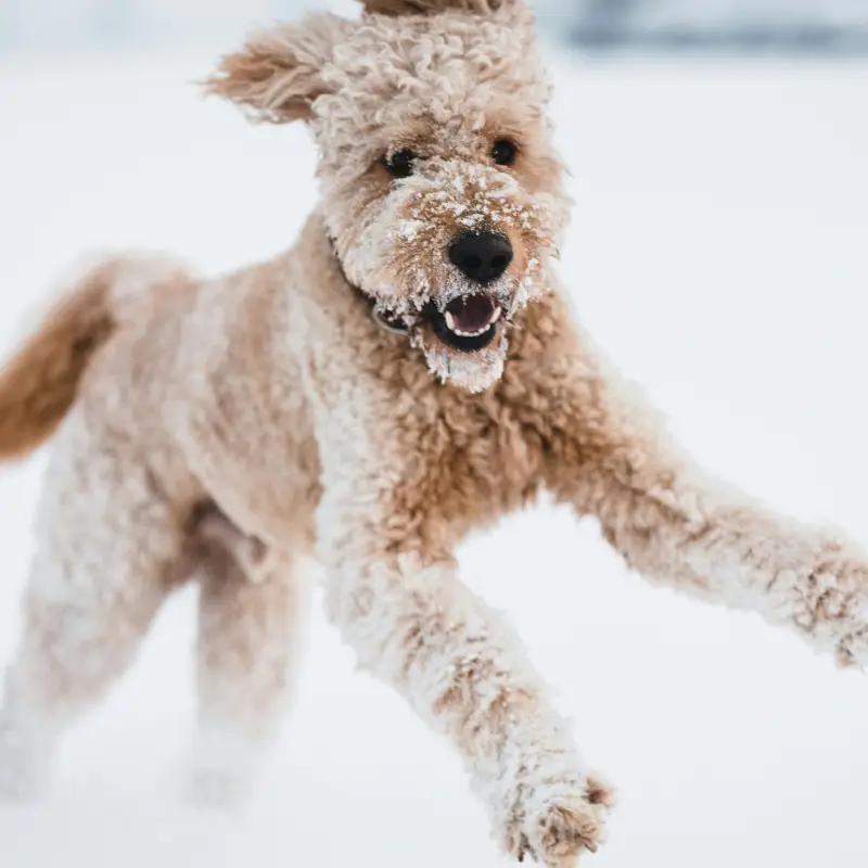 Treener Agle alustab uue kutsikakooli grupiga 15.03.2026, kell 11.00 Treeningud toimuvad Niitväljal, vajalik eelnev registreerumine. Kutsikatele vanuses 3-6 kuu
