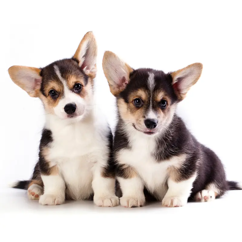 OLETE OODATUD Anu Oks alustab uue KUTSIKATE KUULEKUS- ja KASVATUSrühmaga 09. aprillil 2026.a. kell 18.00. Trennid toimuvad Keilas, Ipsoni treeningplatsil, […]Re